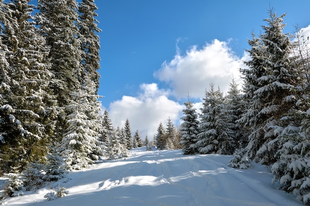 Helder winterlandschap met pijnbomen bedekt met verse gevallen sneeuw in bergbos op koude winterdag.