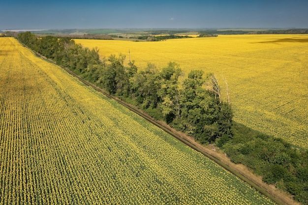 Helder zonnebloemveld tegen heldere blauwe lucht