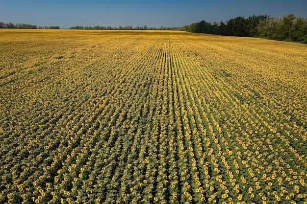 Helder zonnebloemveld tegen heldere blauwe lucht