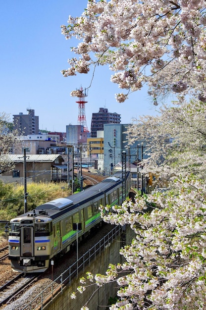 Foto helderblauwe lucht vol bloeiende kersenbloesems en lokale trein