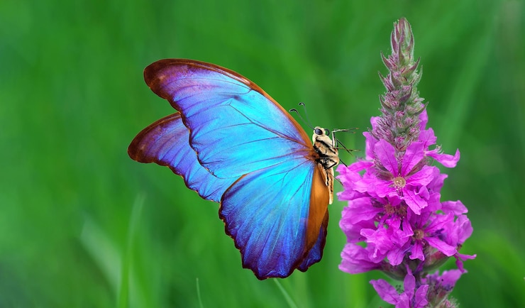 Foto helderblauwe tropische morfo vlinder op paarse bloem