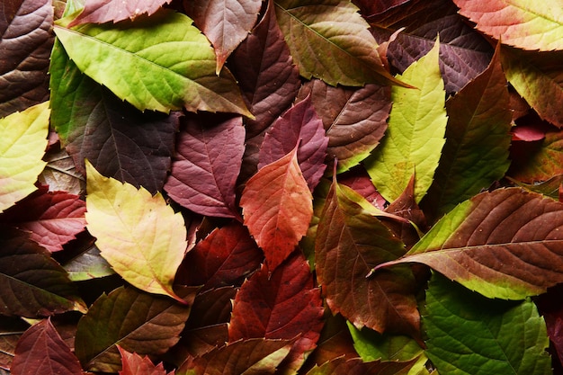 Heldere achtergrond gemaakt van herfstbladeren