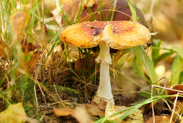 Heldere amanita giftige paddenstoel in herfstbos. grote rode vliegenzwam met een platte brede hoed. paddestoelen vergiftigen. close-up bekijken met selectieve focus.