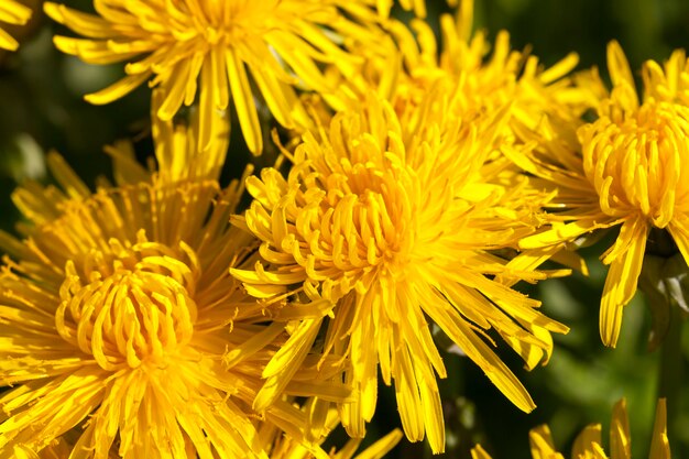 Heldere bloeiwijze van verse gele paardebloemen in de paardebloemen van het de lenteseizoen van het gebied