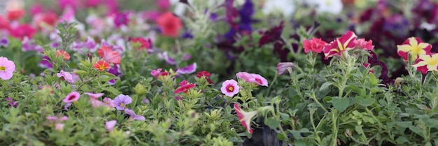 Heldere bloemen en kruiden bij de zaailing van de bloemenmarkt van jaarlijks bloemenconcept