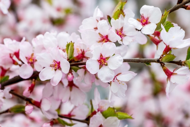 Heldere bloemen van abrikoos op een tak van een boom in roze tinten