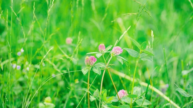 Heldere bloemen van klaver op een achtergrond van weidegras