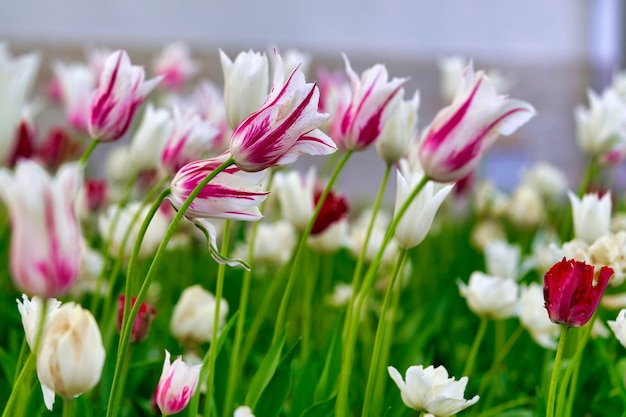 Heldere bloemen van tulpen op een tulpenveld op een zonnige ochtend, lentebloemen tulpen