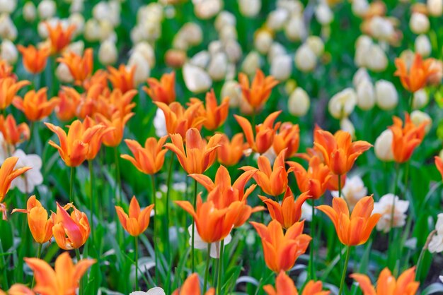 Heldere bloemen van tulpen op een tulpenveld op een zonnige ochtend, lentebloemen tulpen