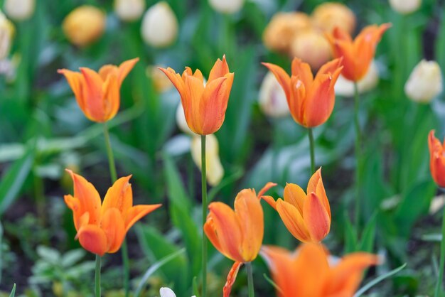 Heldere bloemen van tulpen op een tulpenveld op een zonnige ochtend