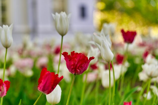 Heldere bloemen van tulpen op een tulpenveld op een zonnige ochtend