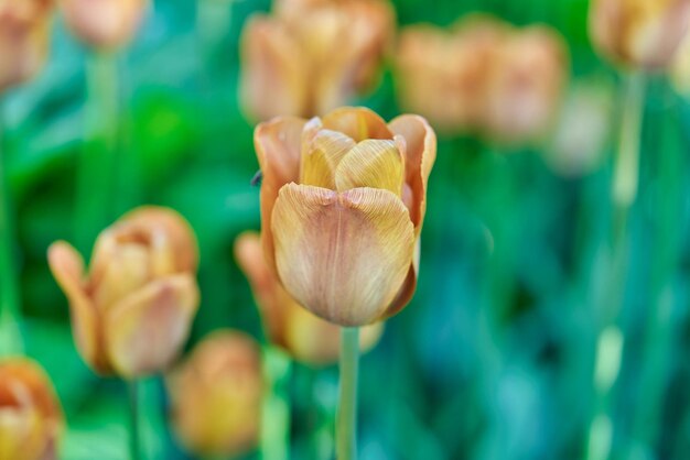 Heldere bloemen van tulpen op een tulpenveld op een zonnige ochtend