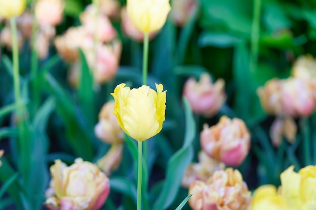 Heldere bloemen van tulpen op een tulpenveld op een zonnige ochtend