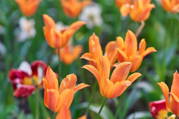 Heldere bloemen van tulpen op een tulpenveld op een zonnige ochtend