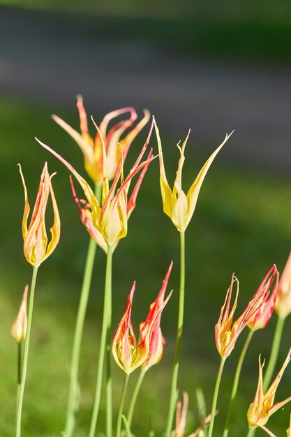 Heldere bloemen van tulpen op een tulpenveld op een zonnige ochtend