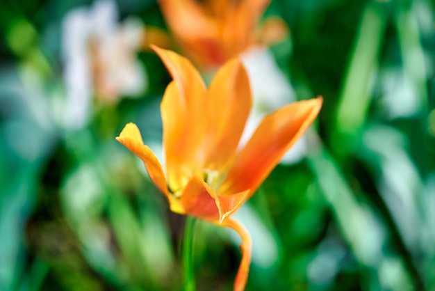 Heldere bloemen van tulpen op een tulpenveld op een zonnige ochtend