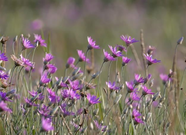 Heldere bloemen Xeranthemum annuum (eenjarige eeuwigdurende) geschoten tegen een wazige achtergrond close-up