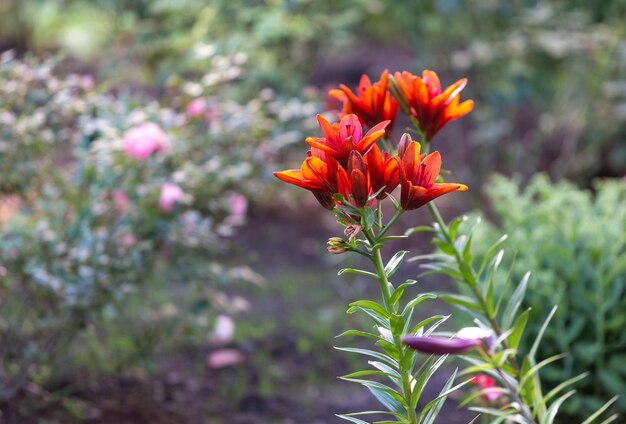 Heldere bordeauxrode lelies in de bloementuin