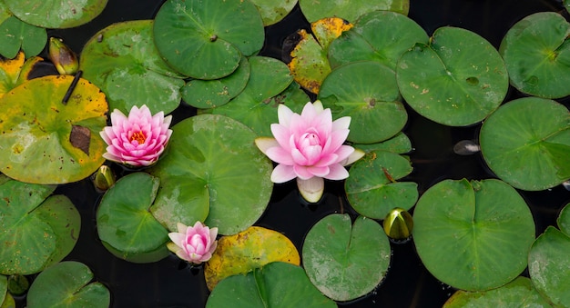 Heldere delicate bloemen waterlelies onder groene bladeren op het water