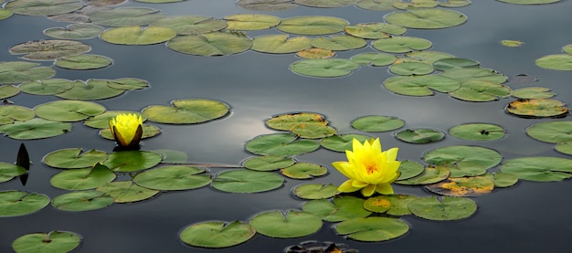 Heldere delicate bloemen waterlelies onder groene bladeren op het water