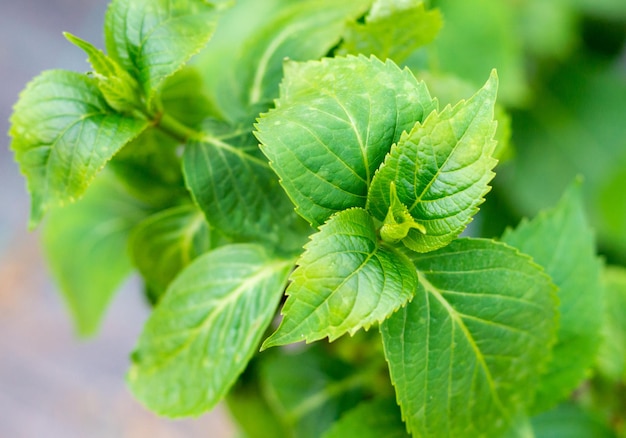 Heldere delicate verzadigde groene hortensiatakken in het voorjaar