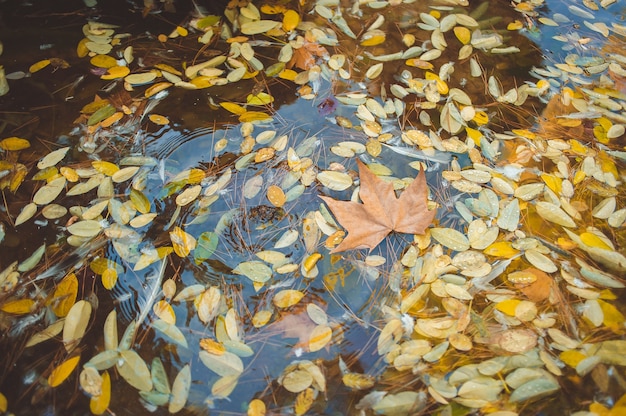 heldere esdoornbladeren in een plas Mooie herfstsfeerafbeelding levendige herfstesdoornbladeren op wat