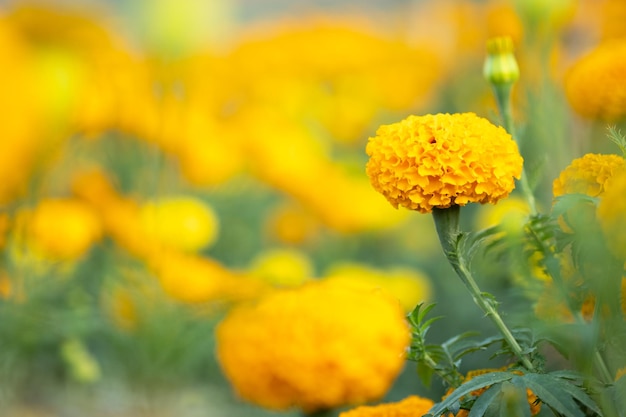 Heldere gele goudsbloem bloemen in tuin selectieve focus