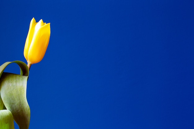 Heldere gele tulpen dichtbij blauwe muur, moderne retro achtergrond, het close-up van het de lenteconcept