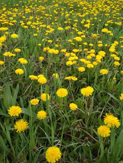 heldere gele zonnige bloemen paardebloem in de tuin zomer achtergrond