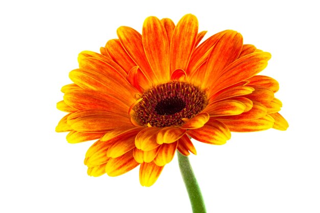 Heldere gerbera