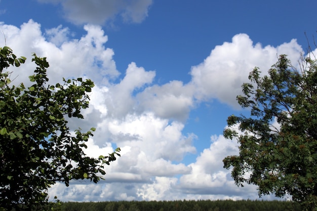 heldere hemel met veel witte weelderige wolken boven bosbomen