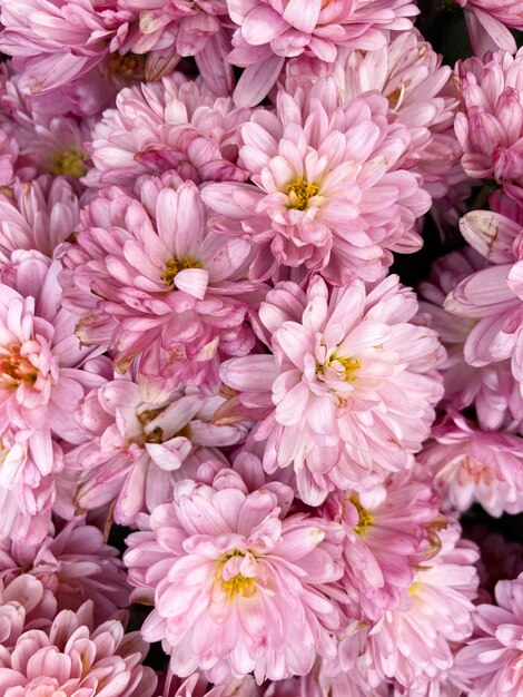 heldere herfst chrysant verticaal