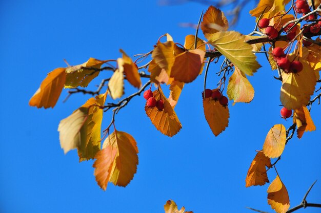 Heldere herfstbladeren tegen de blauwe lucht