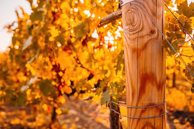 Heldere herfstrode oranjegele wijnstokbladeren bij wijngaard in warm zonsondergangzonlicht prachtig