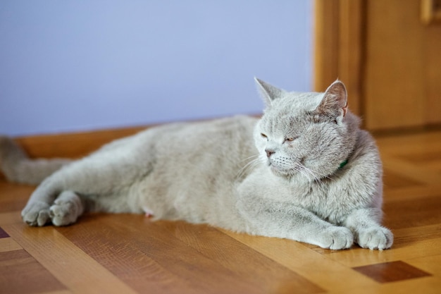 Heldere kat die op de vloer ligt Het concept huisdieren