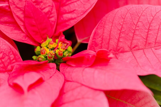 Heldere kerststerren voor de kerst/vakantieperiode.