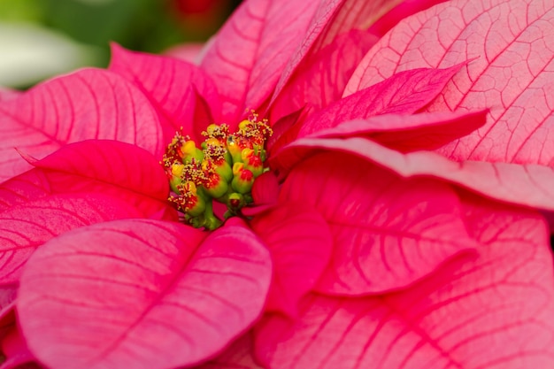 Heldere kerststerren voor de kerst/vakantieperiode.