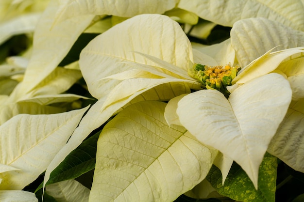 Heldere kerststerren voor de kerst/vakantieperiode.