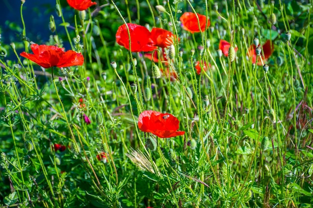 Heldere klaprozen groeien op een bergweide