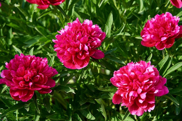 Heldere kleurrijke bloeiende pioenenbloemen.