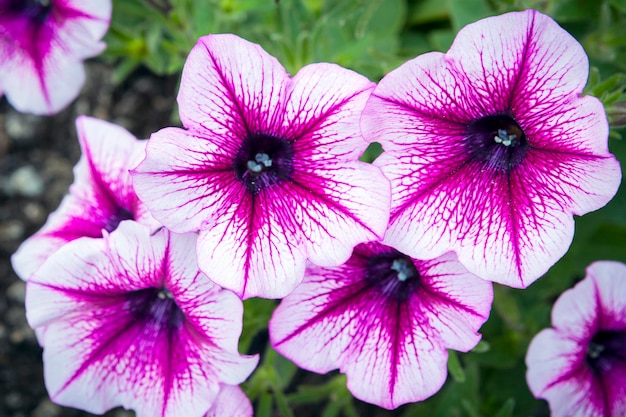 Heldere kleurrijke bloemen bovenaanzicht close-up...