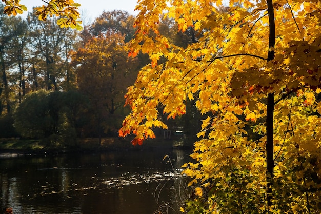 Heldere kleurrijke esdoornbladeren op meerachtergrond Prachtig uitzicht op herfstbladeren in het park op een zonnige ochtend Gouden herfst in de parktakken die over de rivier leunen