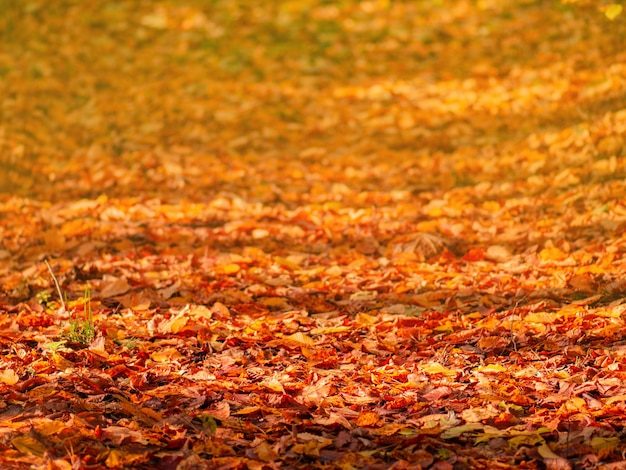 Heldere kleurrijke herfstbladeren achtergrond Herfst Thanksgiving dag achtergrond