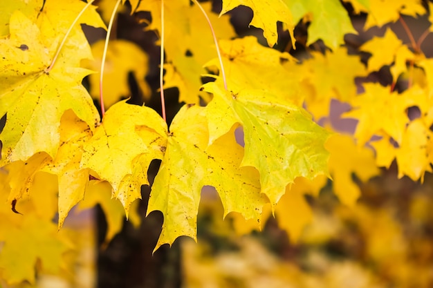 Heldere kleurrijke herfstbladeren op de esdoorn in zonnige dag