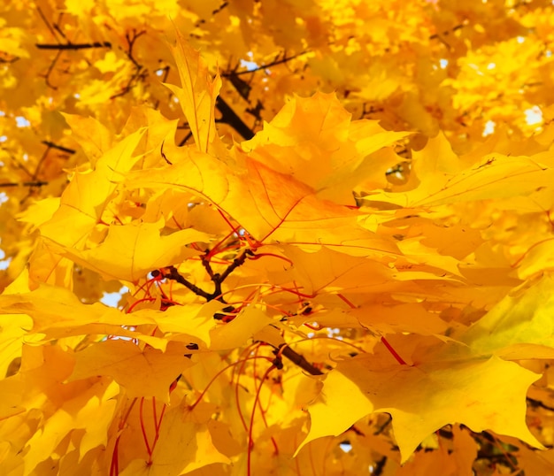 Heldere kleurrijke herfstbladeren op de esdoorn in zonnige dag