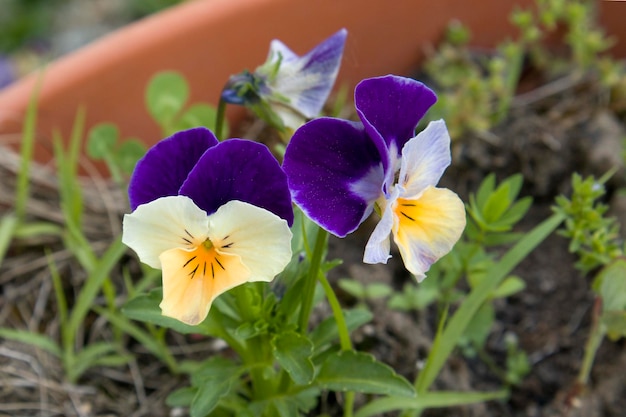 Heldere kleurrijke mooie verse viooltjes close-up in de tuin en artistieke wazige achtergrond