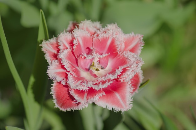 Heldere kleurrijke Queensland omzoomde tulpen Queensland badstof omzoomde tulp in de tuin