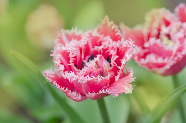 Heldere kleurrijke Queensland omzoomde tulpen Queensland badstof omzoomde tulp in de tuin