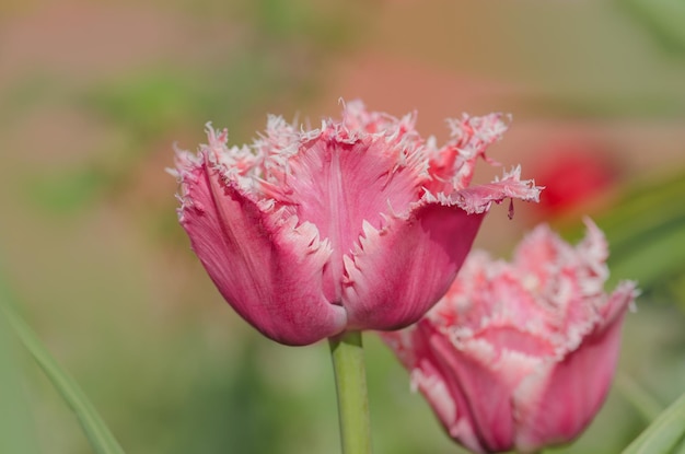 Heldere kleurrijke Queensland omzoomde tulpen Queensland badstof omzoomde tulp in de tuin