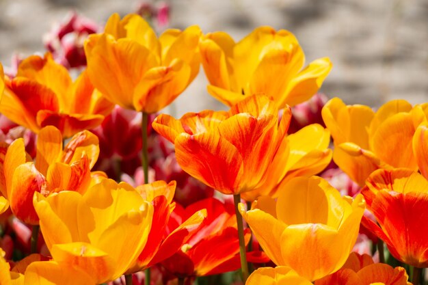 Heldere kleurrijke tulpen als florale achtergrond